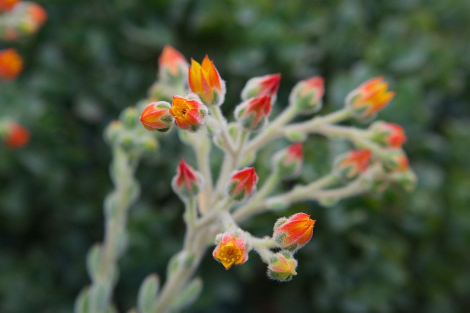 silky echeveria