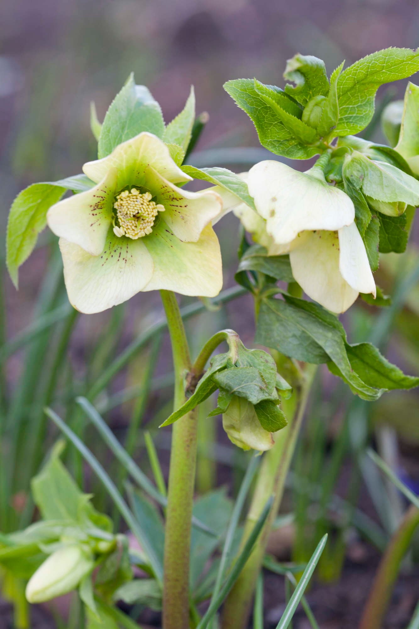 hellebore Lady Series