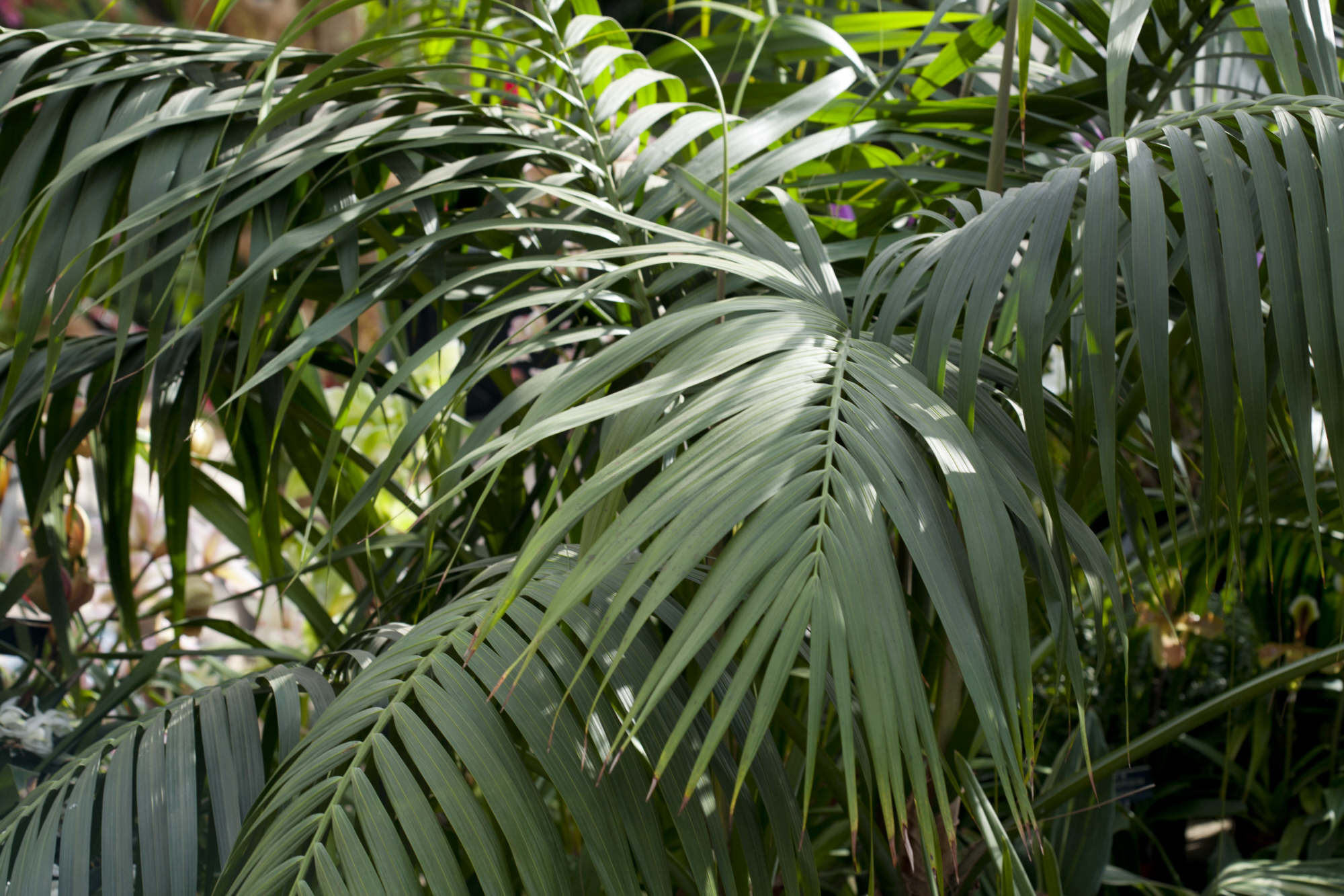 sentry palm