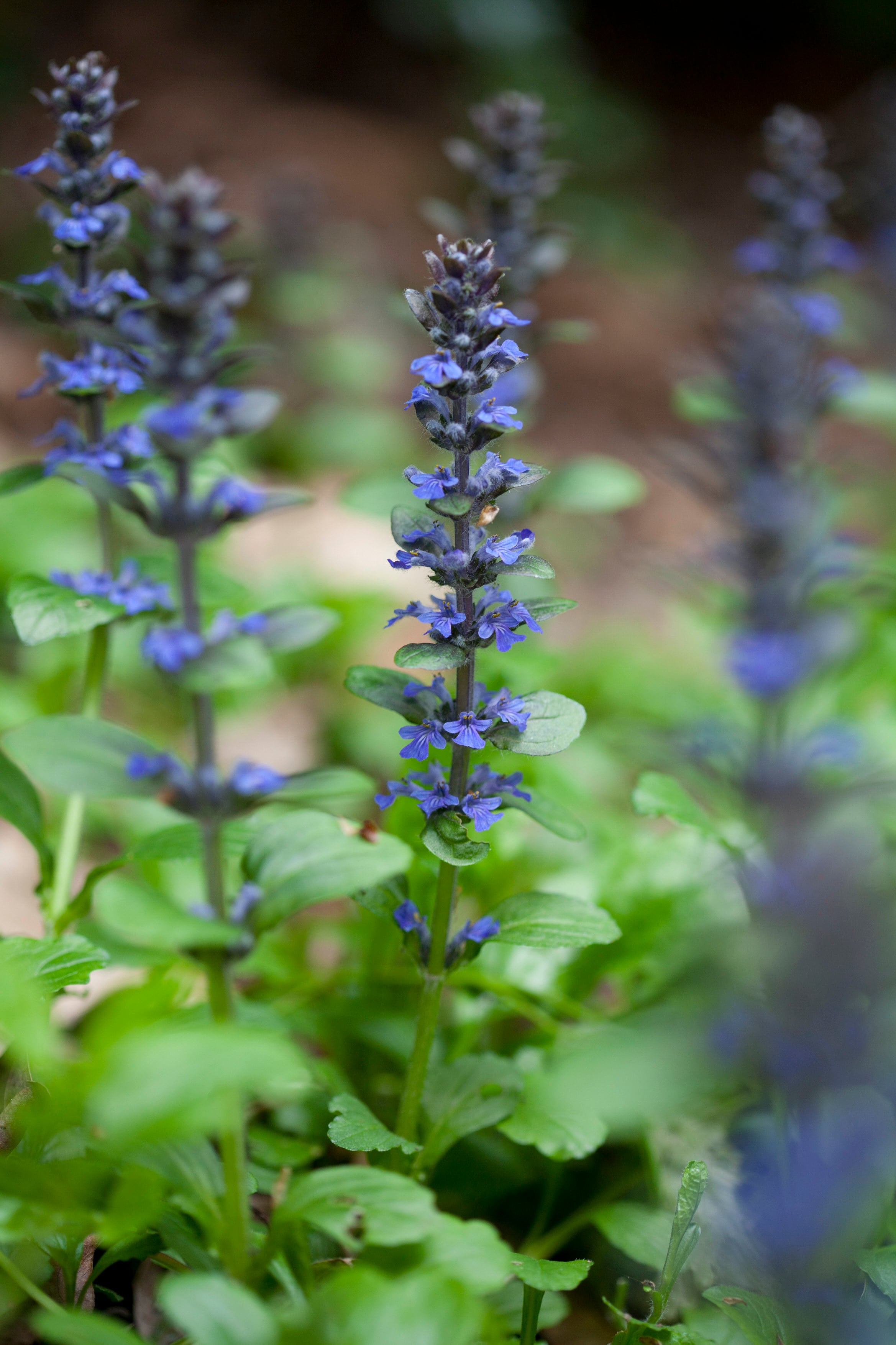 pyramidal bugle