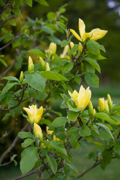 magnolia 'Daphne'