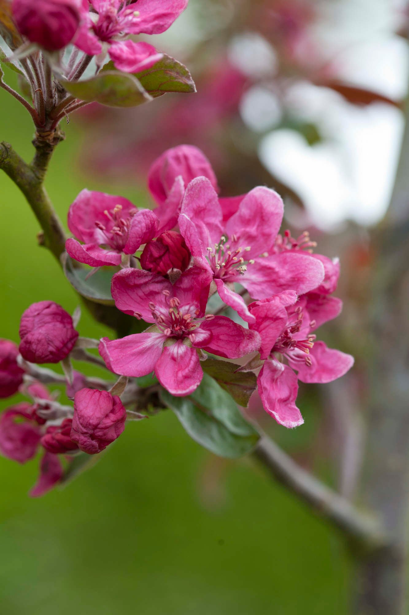 Malus &Harry Baker& crab apple &Harry Baker& Trees/RHS Gardening