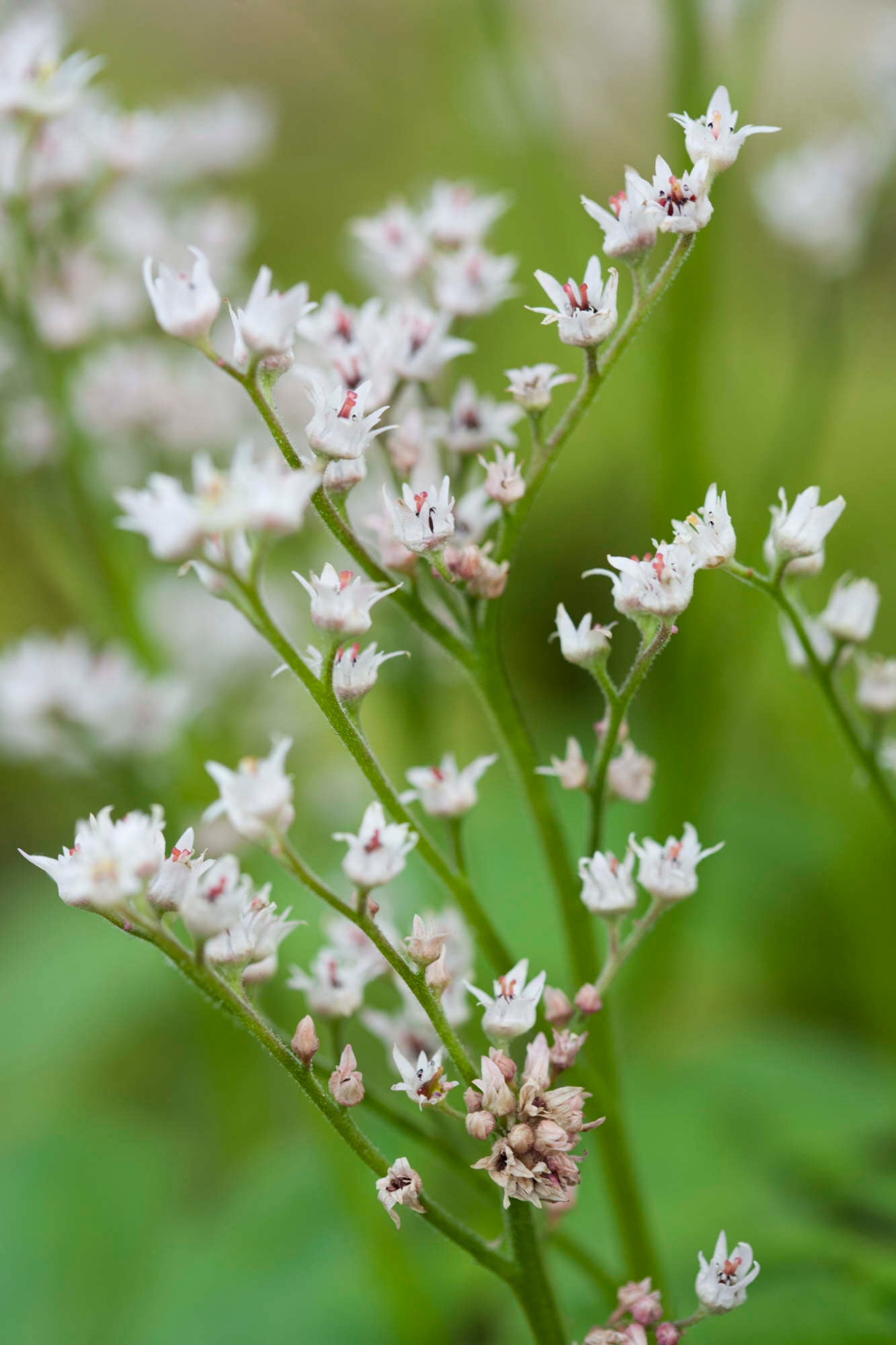 red-leaved mukdenia
