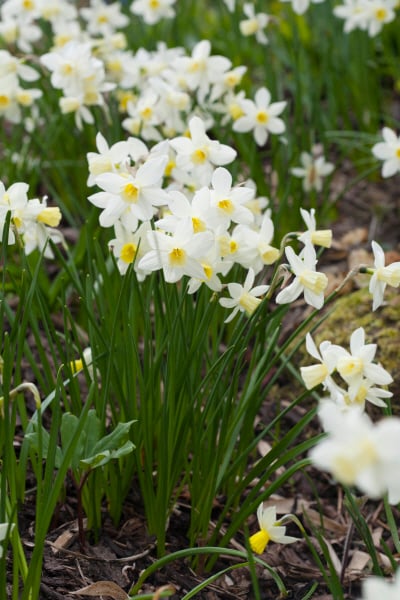 daffodil 'Sailboat'