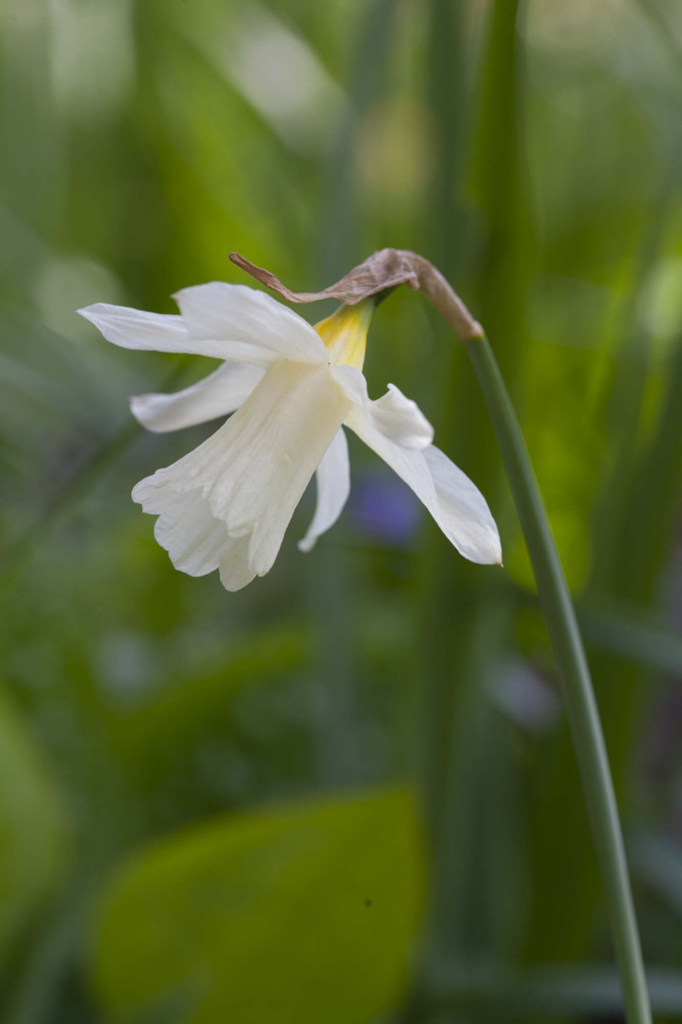 daffodil 'W.P. Milner'