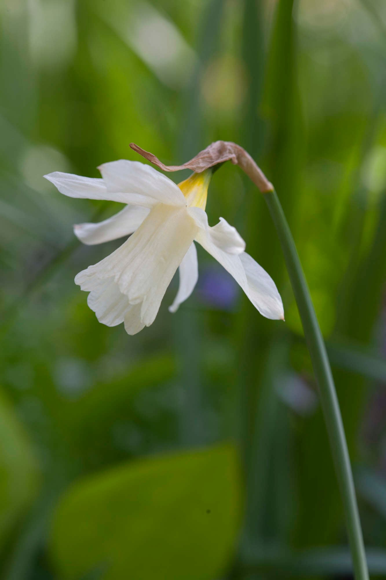 daffodil 'W.P. Milner'