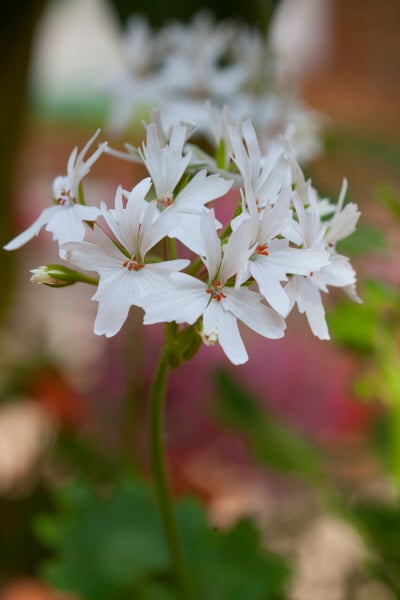 geranium 'Arctic Star'