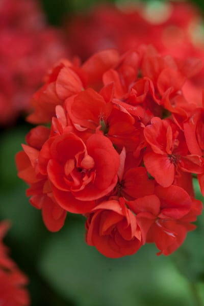 geranium 'Ashfield Monarch'