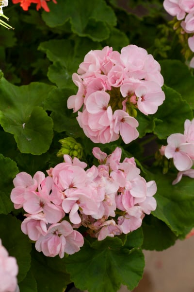 geranium 'Ashfield Serenade'