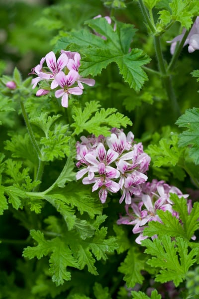 geranium 'Camphor Rose'