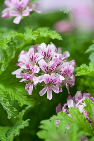geranium 'Camphor Rose'