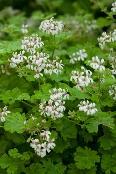 geranium 'Fragrans Variegatum'