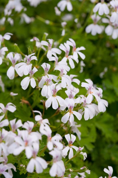 geranium 'Lilian Pottinger'