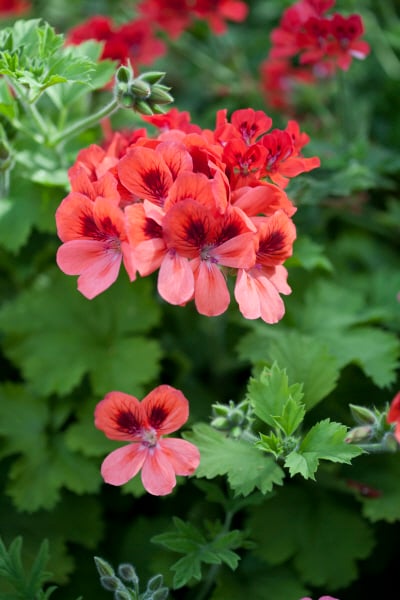 geranium 'Polka'