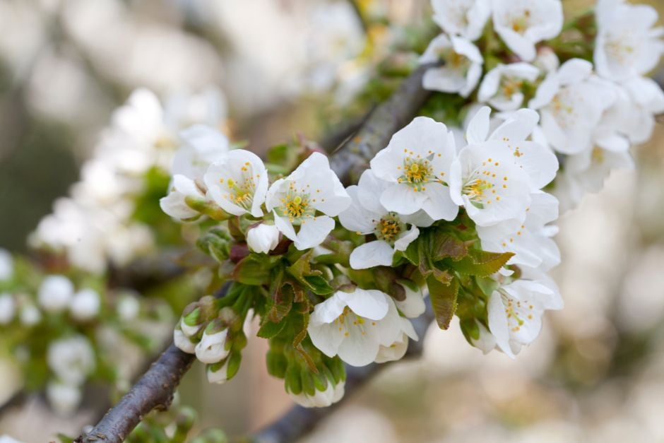 cherry (sweet) 'Summer Sun'
