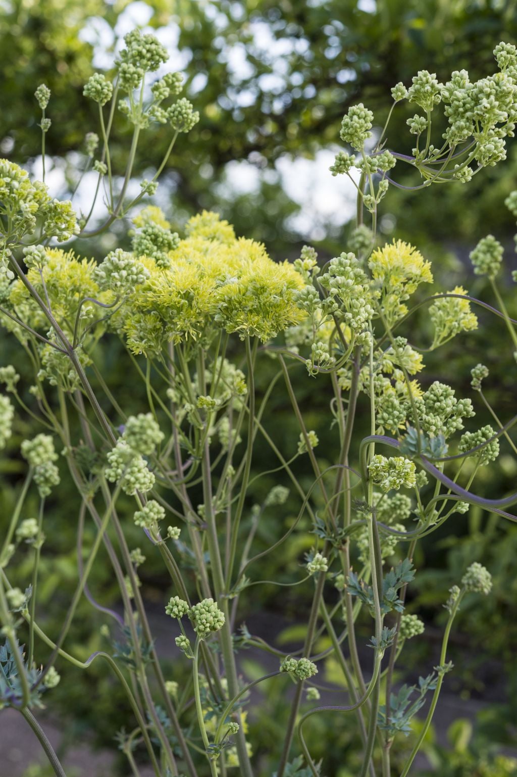 glaucous-leaved yellow meadow rue