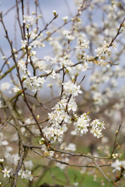 damson 'Merryweather Damson'
