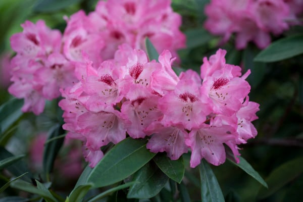 rhododendron 'Sneezy'