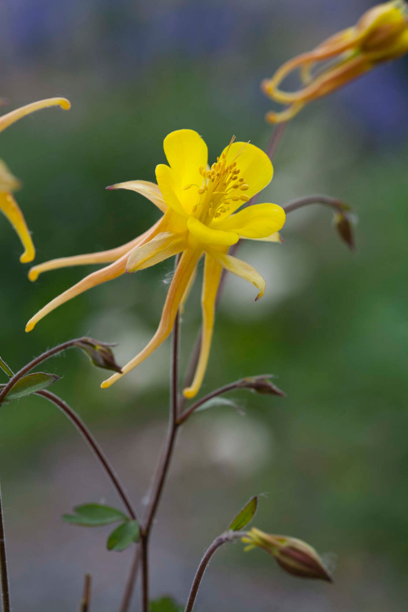 golden columbine