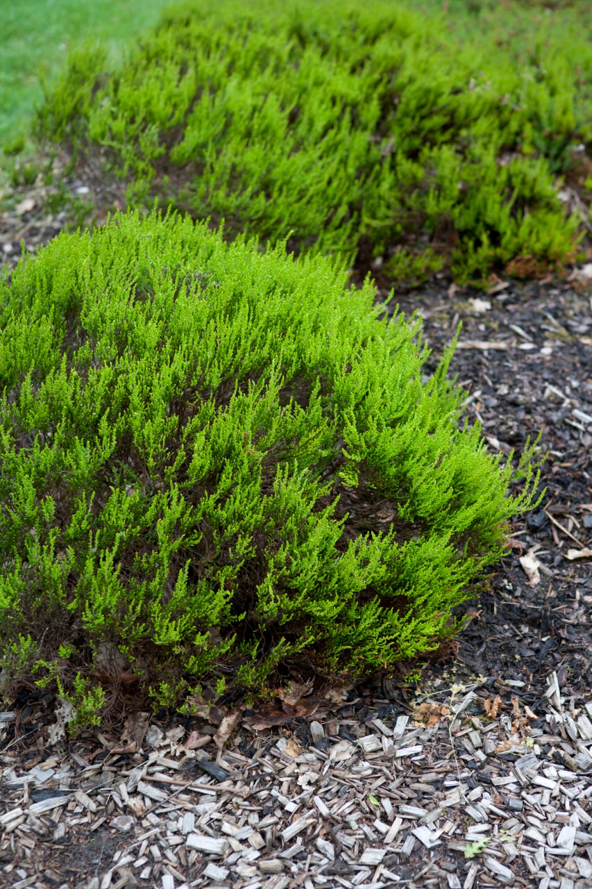 heather 'Winter Chocolate'