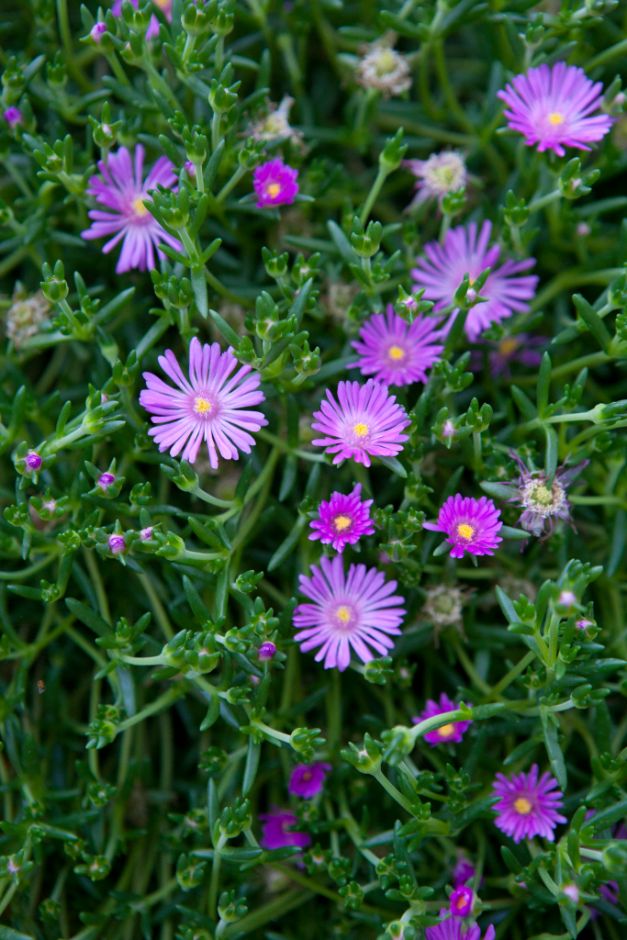 <i>Delosperma cooperi</i> 