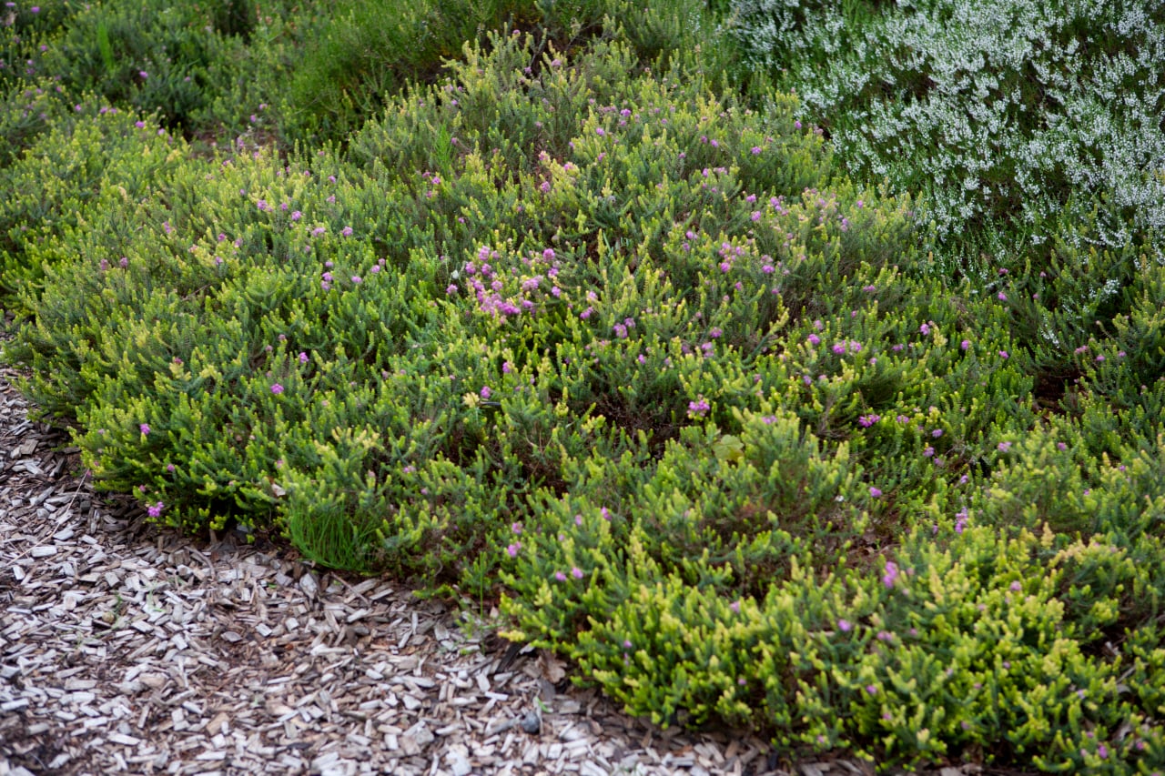 heather 'Irish Orange'