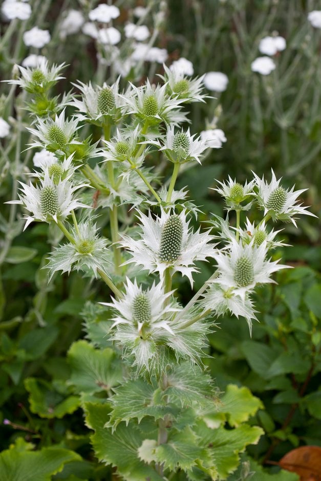 protea-like-flowered eryngo