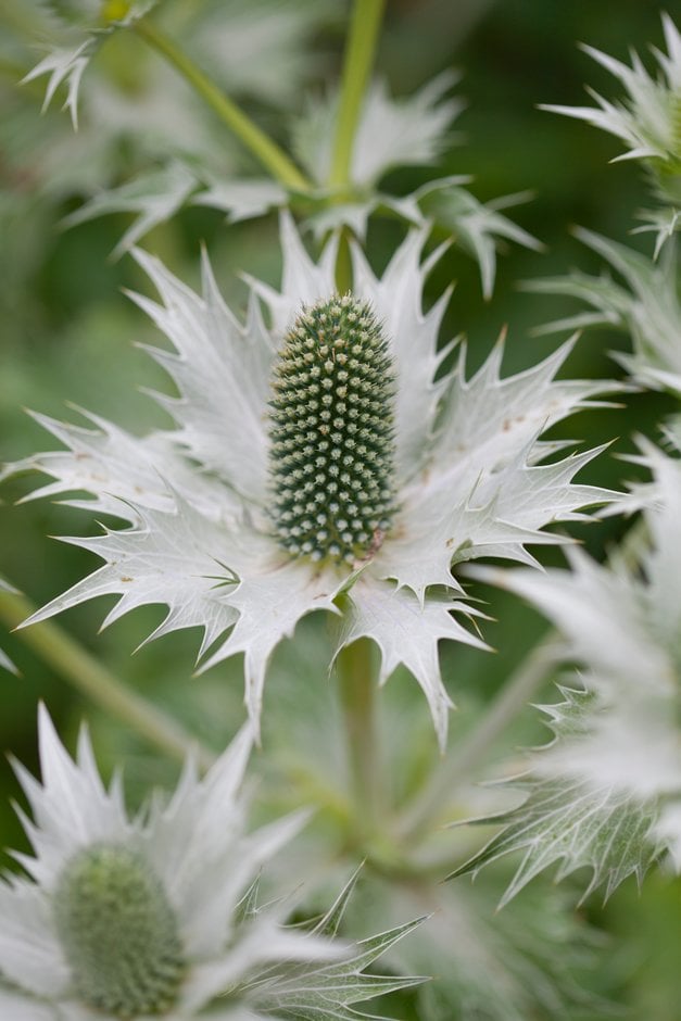 protea-like-flowered eryngo