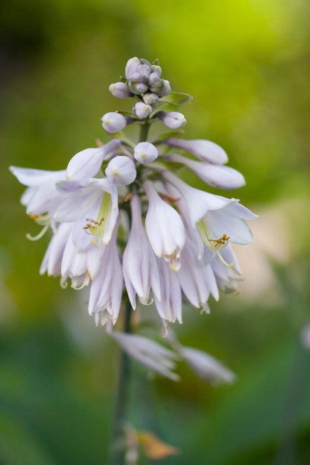 plantain lily 'Prince of Wales'