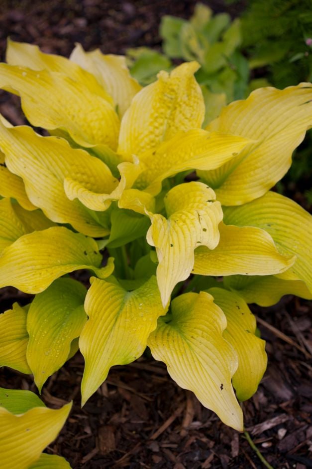 plantain lily 'Sun Power'