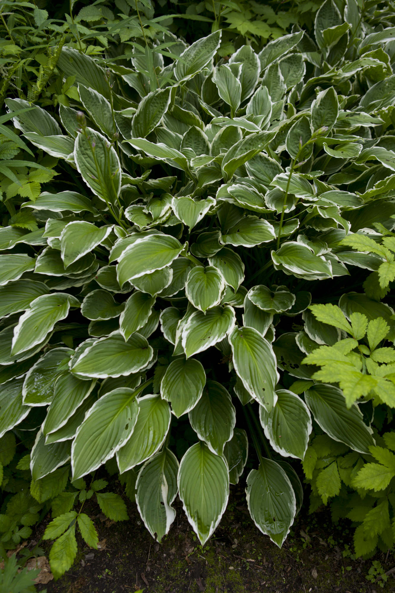 plantain lily 'Decorata'