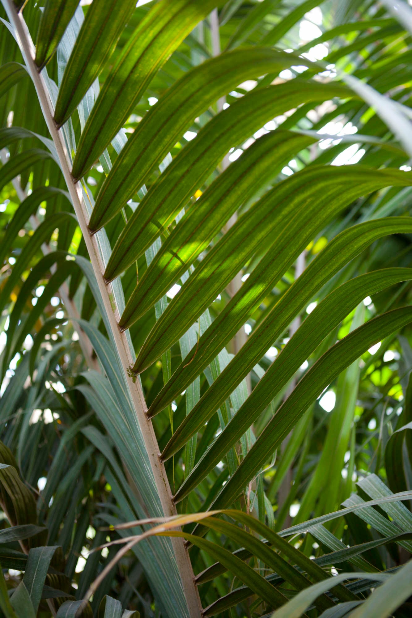 nikau palm