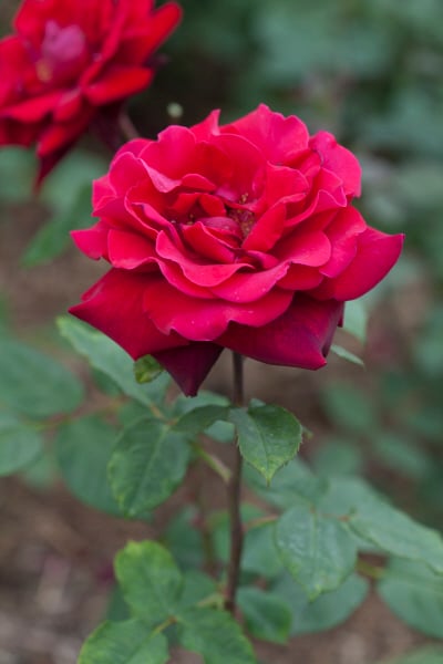 Rosa 'Deep Secret' (HT) | rose 'Deep Secret'/RHS Gardening