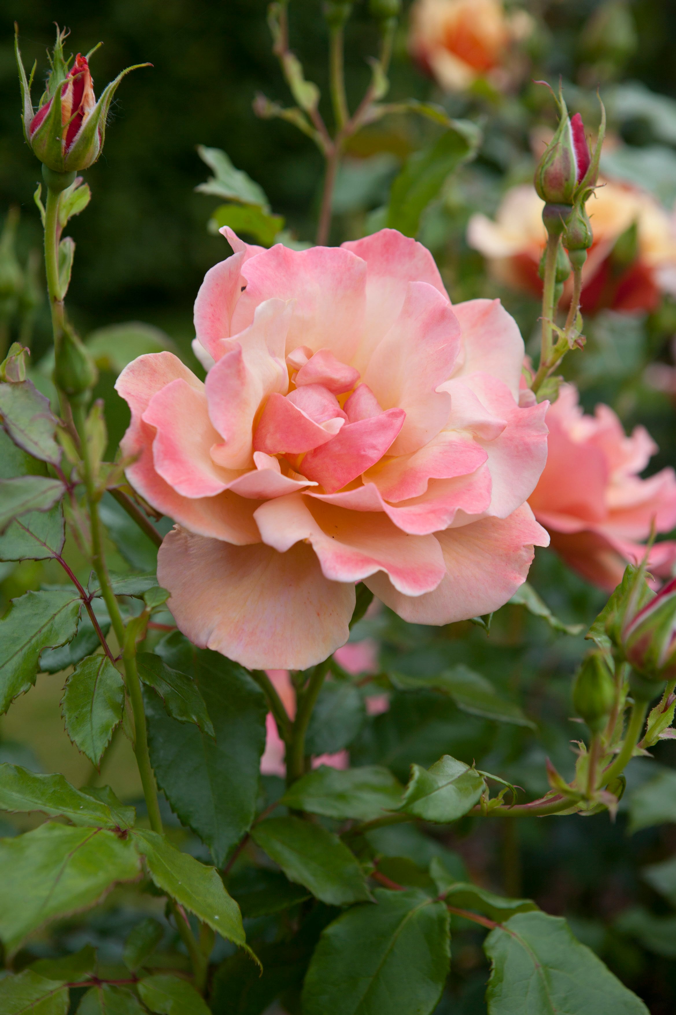 rose [Belle Epoque]