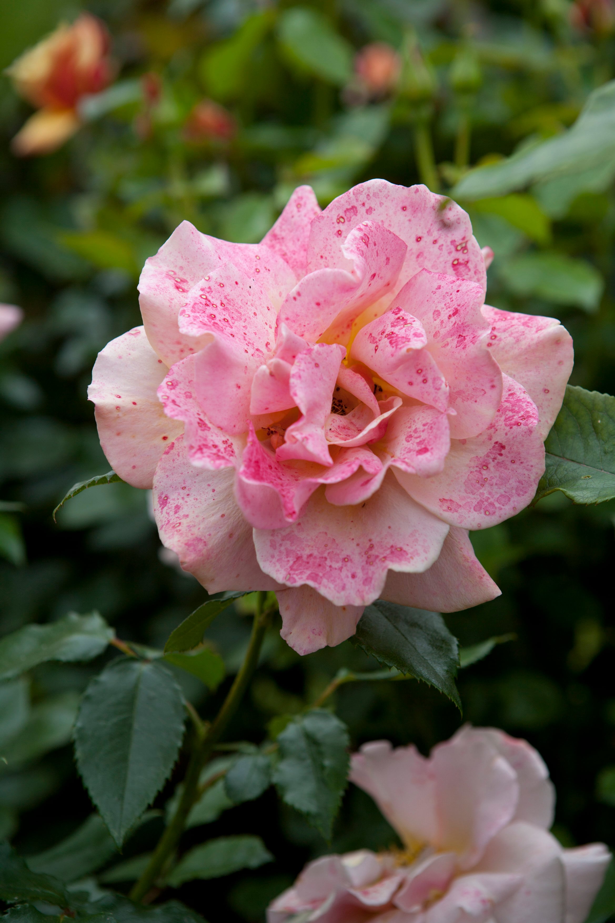 rose [Belle Epoque]