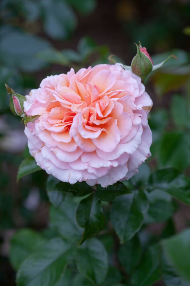 rose [Great Expectations] ('Mackalves')