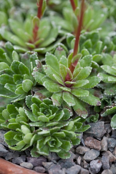 lifelong saxifrage