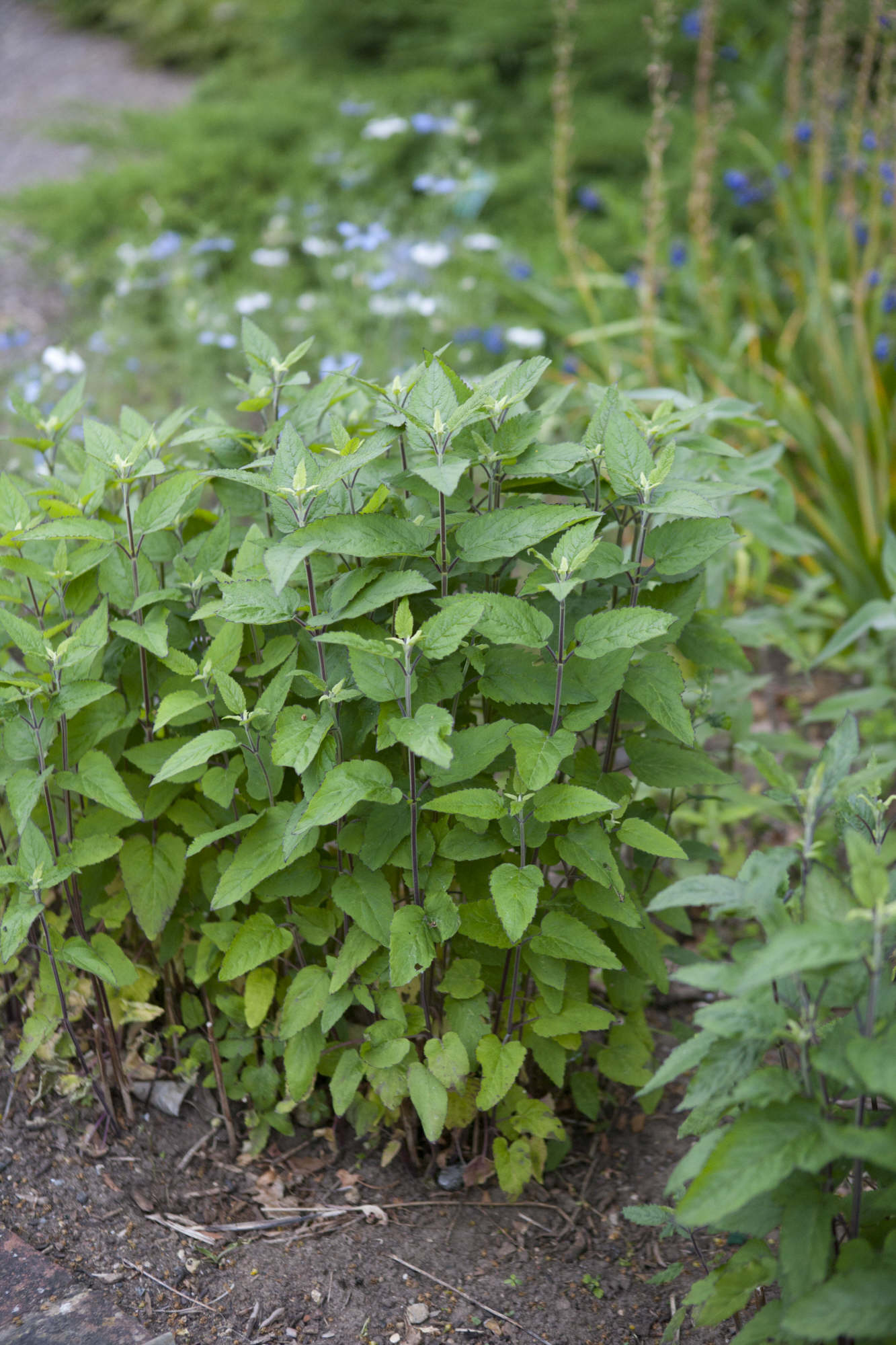 Somerset skullcap