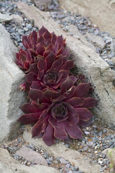 houseleek 'Othello'