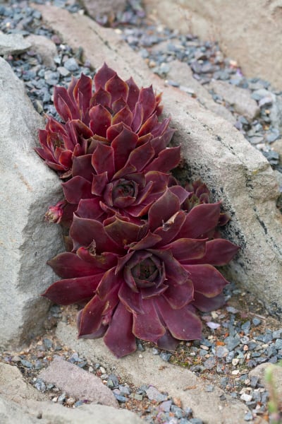 houseleek 'Othello'