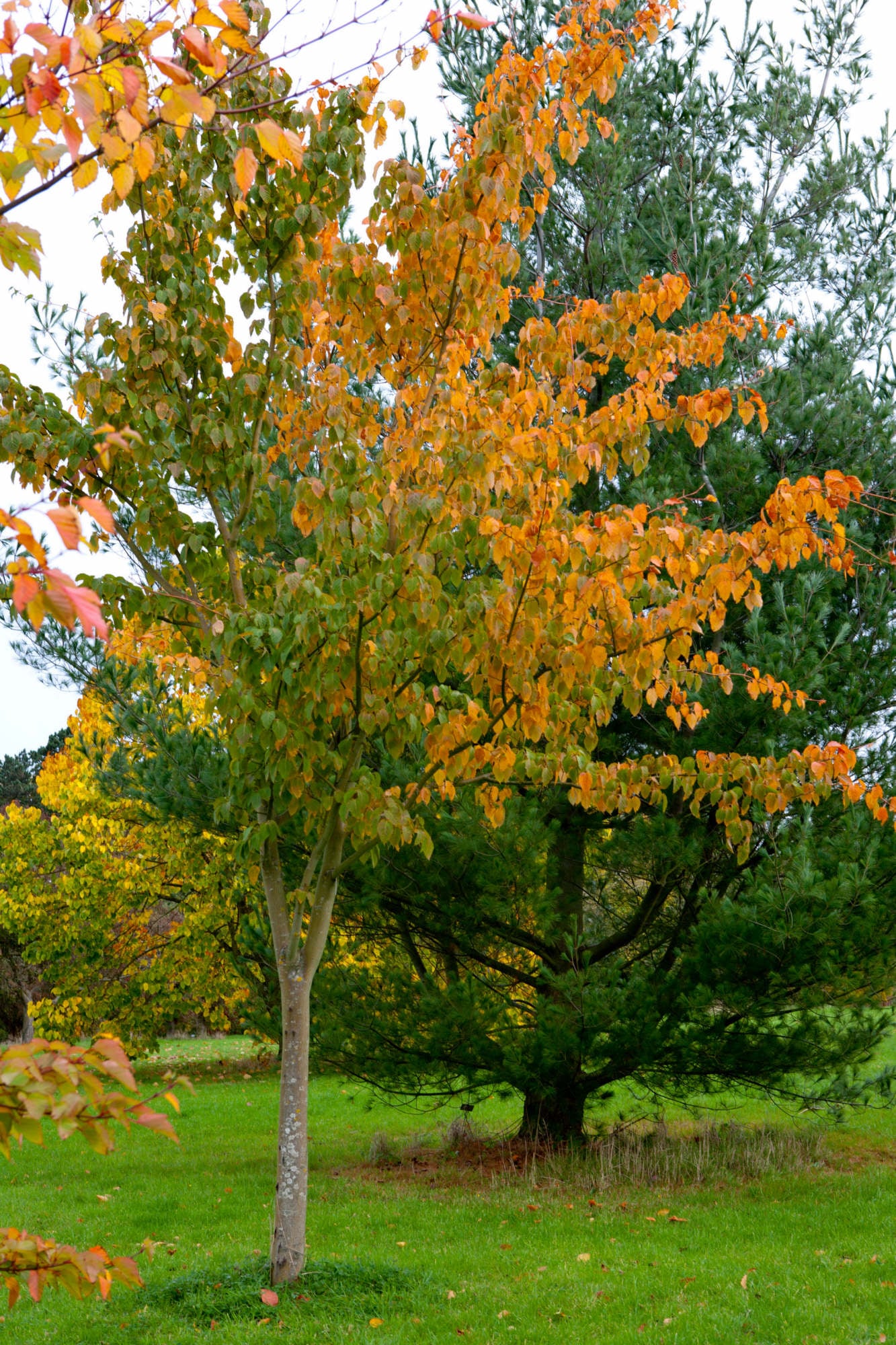 snake-bark maple