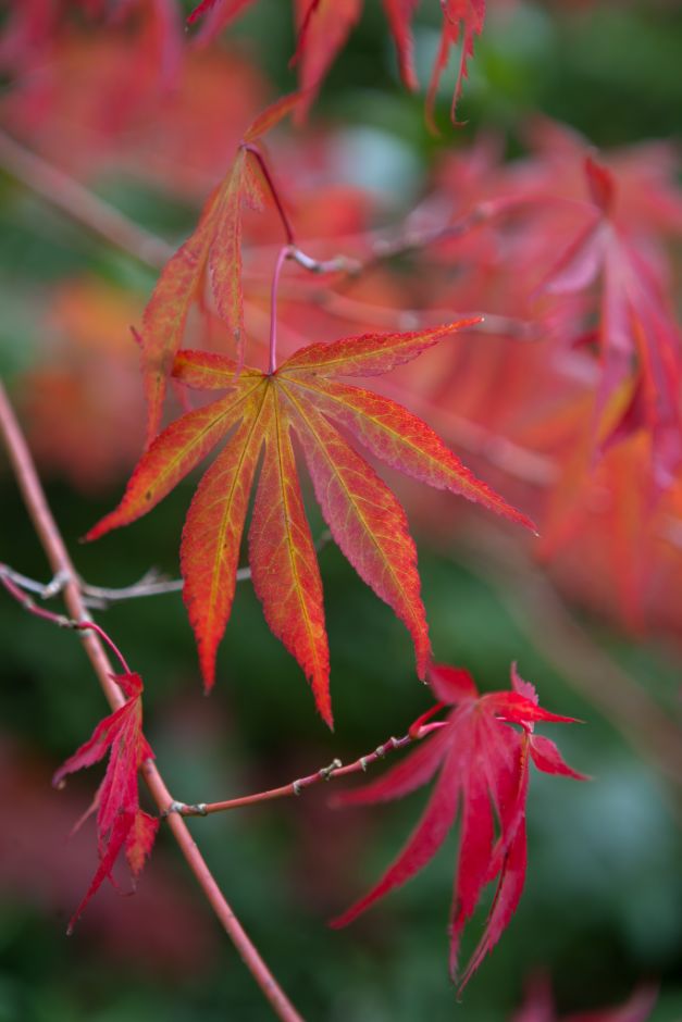 Acer palmatum &Beni-kagami& (M) | Japanese maple &Beni-kagami& Shrubs ...