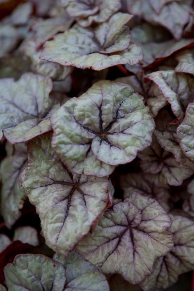 begonia 'Dewdrop'