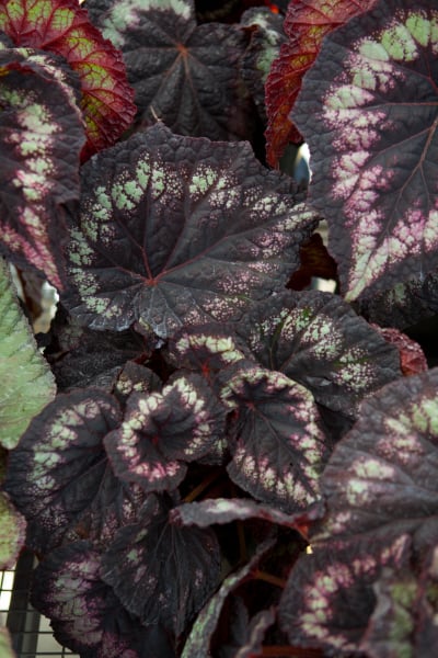 Begonia &Helen Lewis& (R) | begonia &Helen Lewis& Conservatory ...