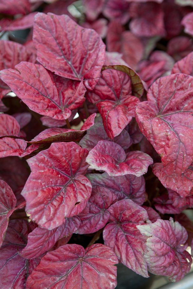 rex begonia 'Inca Fire'