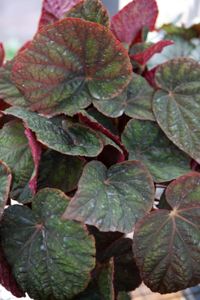 begonia 'Orient'
