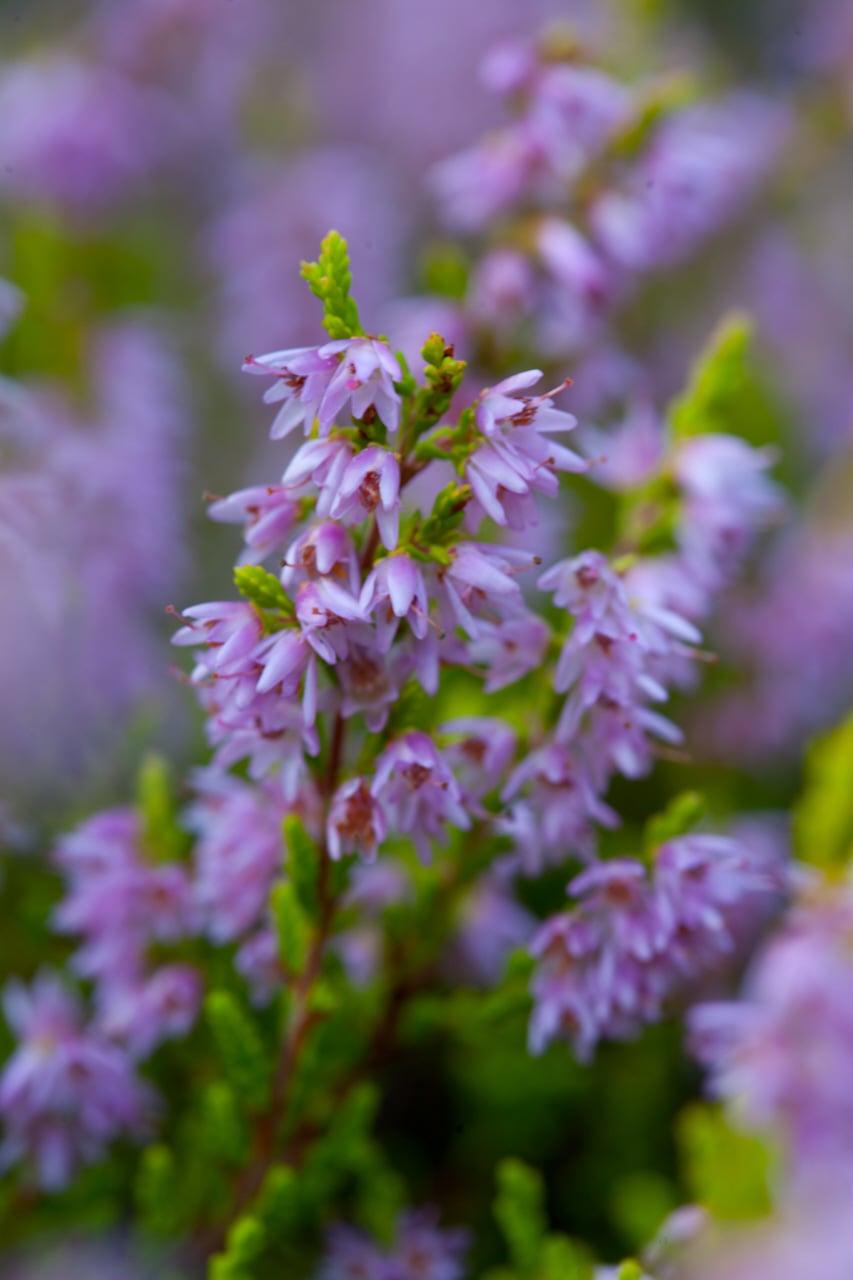 heather 'Blazeaway'