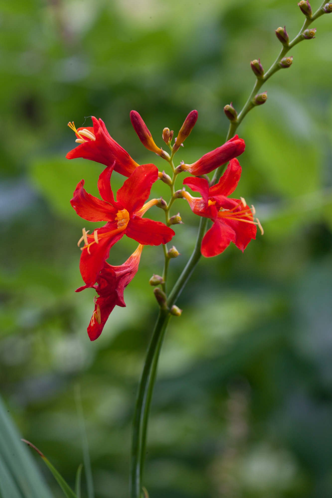 montbretia 'Red King'