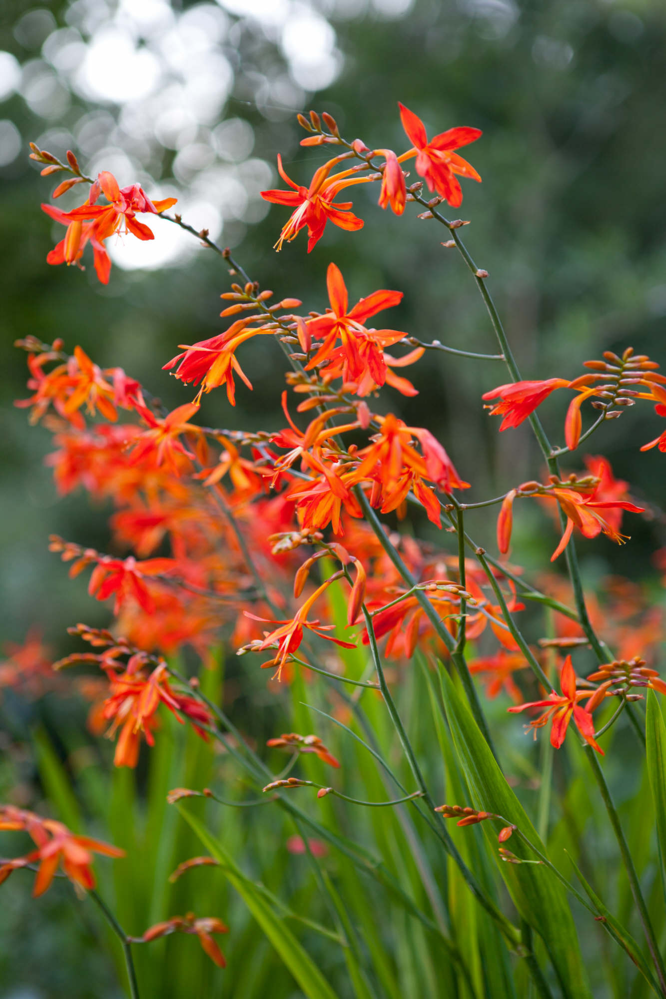 montbretia 'Castle Ward Late'