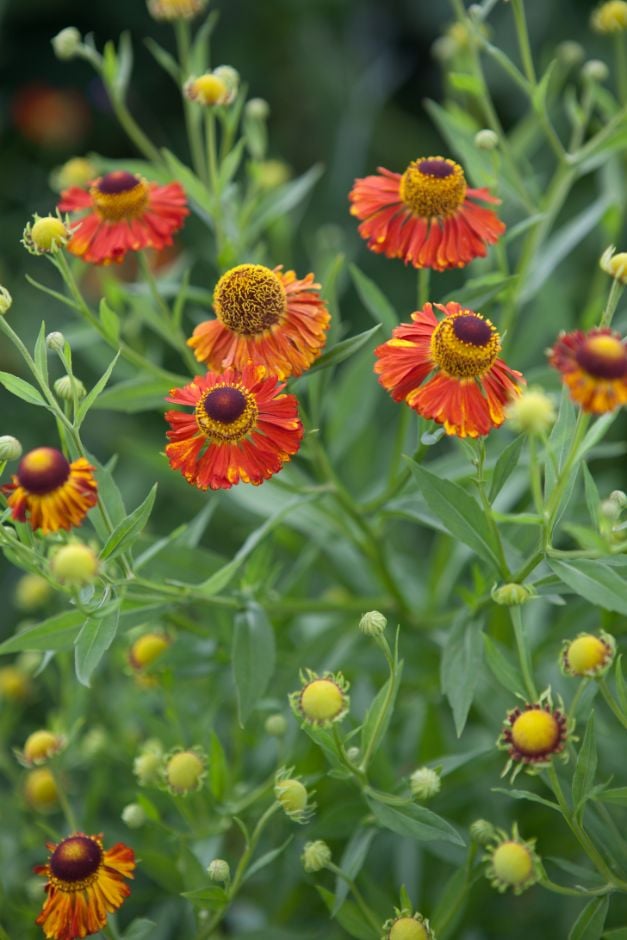 sneezeweed 'Riverton Gem'